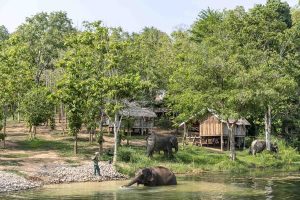 Elephants conservation center in Xayaboury with laos tour
