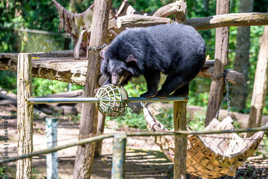 Bear Rescue Centre - A Sanctuary For Bears Rescued From Poachers ...